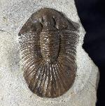Scabriscutellum hammadi CHATTERTON et al. 2006 - Bild &copy; FossNet FossilienStore